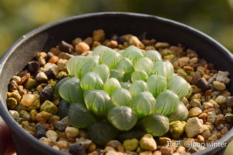 玉露多肉植物|从入门到精通，玉露品种介绍